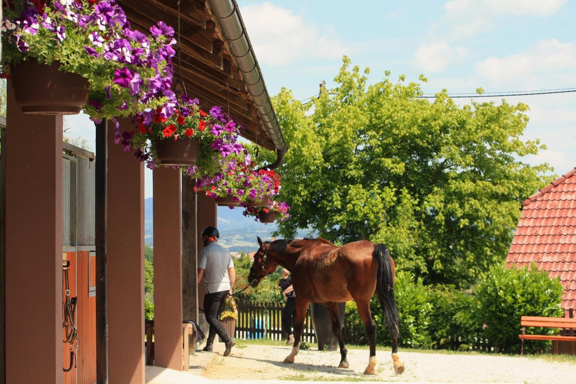 Farm Stay Zevnik Brežice Exterior foto